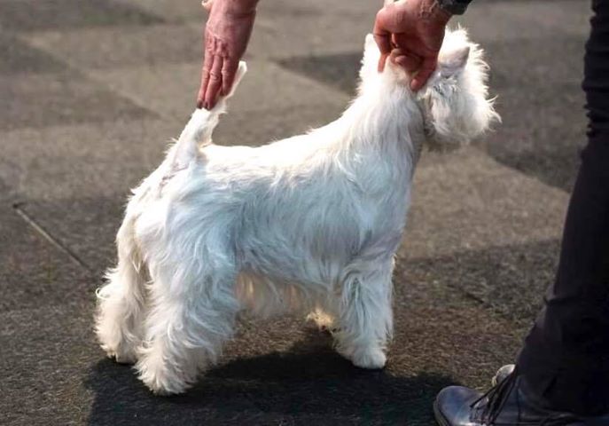 Flying Westies Hope