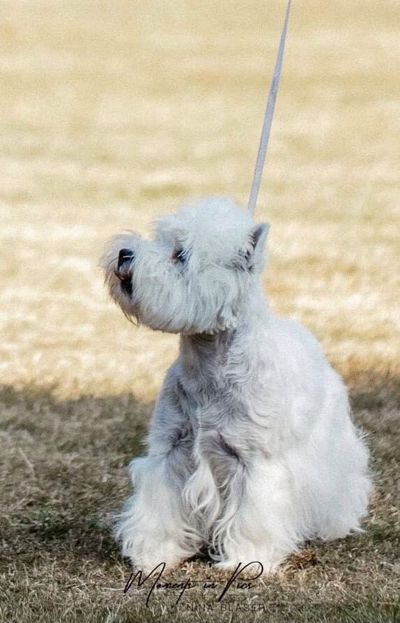 Flying Westies Hope