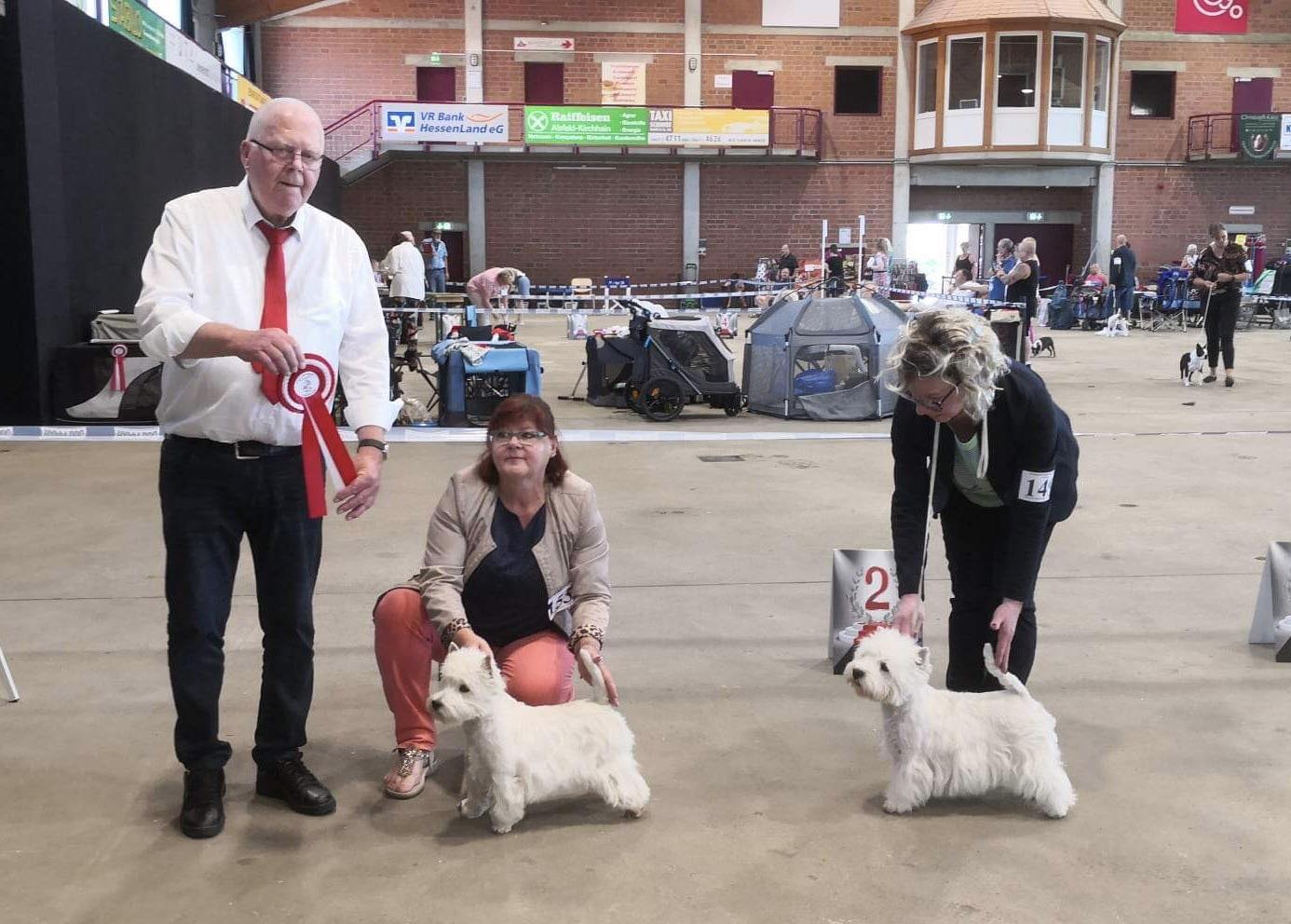 RJCAC RJVDH V2 Flying Westies My First Choice