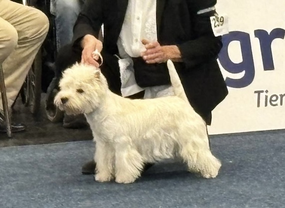 Sovereign Santos Summer Fairy Tale Sovereign Santos Summer Fairy Tale