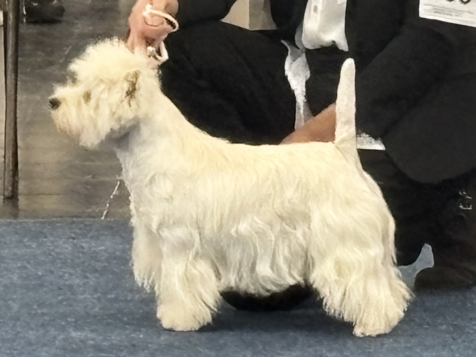 Sovereign Santos Summer Fairy Tale