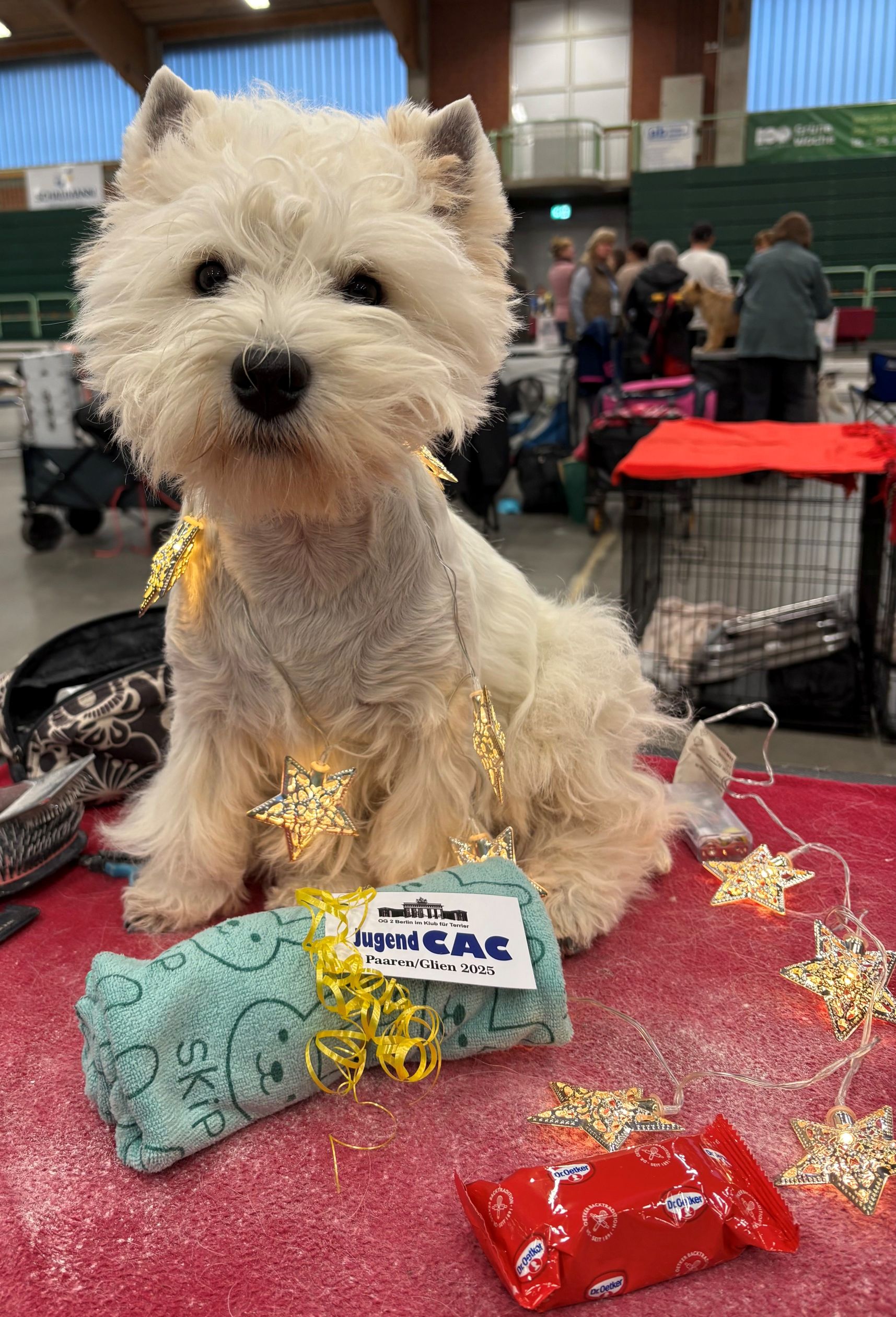 Flying Westies Runaway Bride Flying Westies Runaway Bride