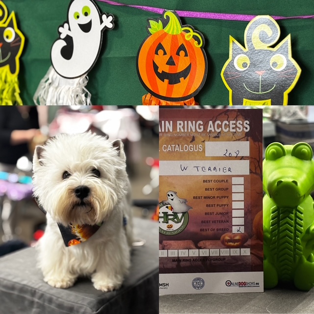 Snowflake Mountain Bamse Vom Nordkap