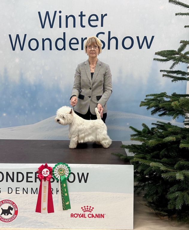 Fire Fly Whisper Dusk