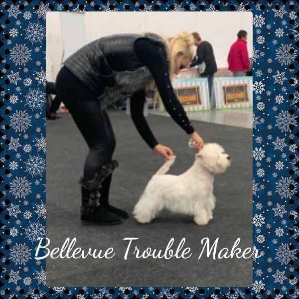 Bellevue Trouble Maker