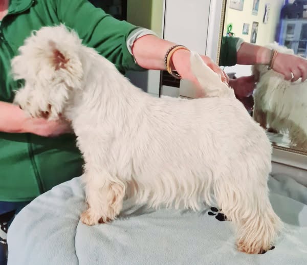 Update's Panta Rhei Vom Nopper-Hof Update's Panta Rhei Vom Nopper-Hof