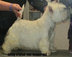 Candy Crunsh Vom Nopper-Hof