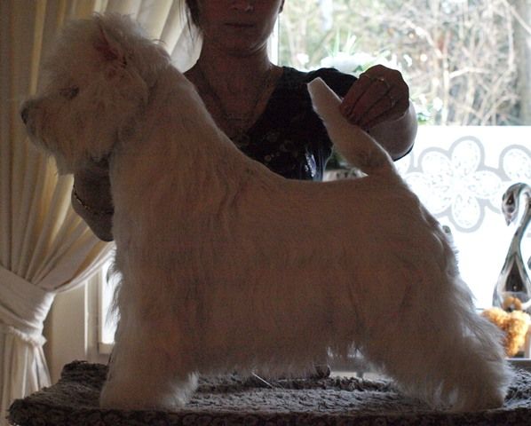 Surprise Westie Firecracker